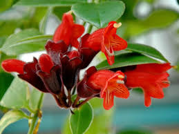 It could take you a forest full of plants before you can really this plant is an interesting succulent that's perfect for indoor hanging planters. Lipstick Plant Care And Growing Guide Lipstick Plant Indoor Flowering Plants Plants