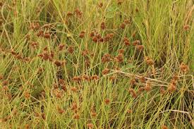 Image result for Fimbristylis