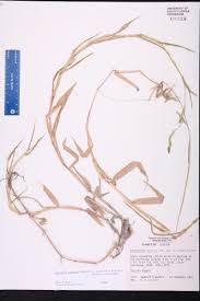 Image result for Urochloa arrecta