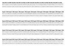 Splendi amoebaisters worksheets image ideas answers 3rd 4th grade dna replication jaimie bleck. Who Ate The Cheese
