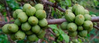 Image result for Coffea racemosa