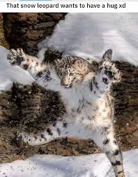 Pin By Alison Piscitello On Memes Snow Leopard Funny Animal Memes Funny Animals