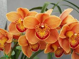 Cymbidium Standard Foxfire Amber Dural 68mm Pot Beautiful Orchids Orchid Varieties Orchids