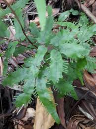 Image result for Lygodiaceae