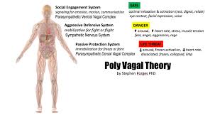 porges poly vagal theory relaxing our face chest belly