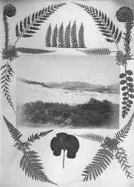 A wide variety of preserved fern options are available to you The World S Fernery In New Zealand S Empire