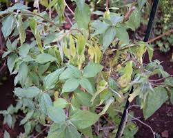 Image result for Aspilia mossambicensis