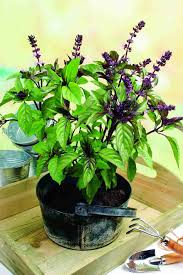 Image result for Ocimum