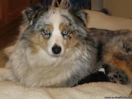 Wantedoldmotorcycles.com) pic hide this posting restore restore this posting Miniature Australian Shepherd Puppies Price 400 For Sale In Salem Alabama Best Pets Online