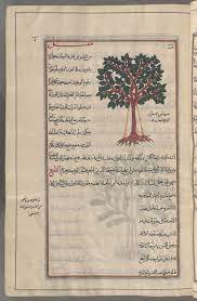 storax styrax officinalis usturak i e al may a nypl digital collections maya new york public library still image