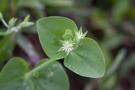 Image result for Drymaria cordata