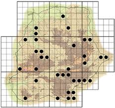 Image result for Pouzolzia mixta