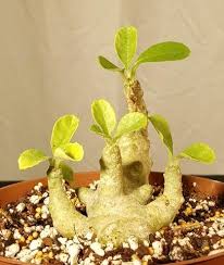 Image result for Dorstenia schliebenii