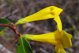 Image result for Gelsemiaceae