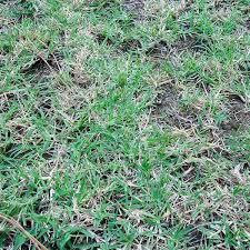 It is an ugly grass that can look lime green in a nice darker green lawn. How To Kill Crabgrass In Your Lawn Naturally Dengarden
