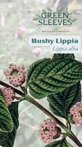 Image result for Lippia