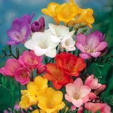 Pin On Fiori Fleurs Flowers