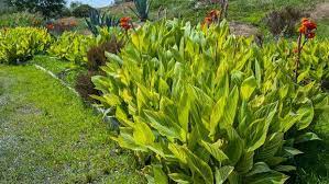 Kamu bisa memilih bunga mawar sebagai tanaman hias untuk mempercantik pekarangan. 10 Jenis Tanaman Hias Daun Outdoor Dengan Bentuk Memesona