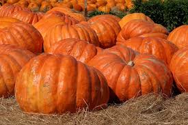 We're sharing some fun facts about some of our favorite types of pumpkins! 30 Different Types Of Pumpkins Facts Pictures Trees Com