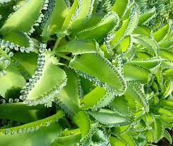 Indoor Plants Mother Of Thousands Big Momma Kalanchoe Plants Plant Leaves Indoor Plants