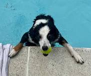 Dog Swim
