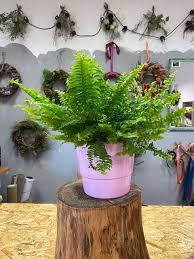 Image result for ledviník