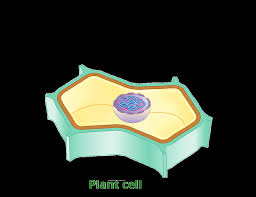 The cell is the basic unit of organization of all organisms. Learn Plant Cell Mitosis Karyokinesis In 3 Minutes