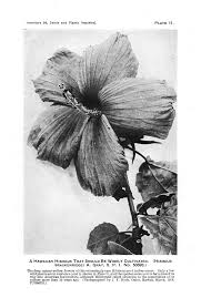 Image result for Ochna leptoclada