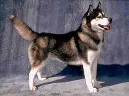 أقوي 10 كلاب في العالم Brown Siberian Husky Siberian Husky Training Husky Grooming
