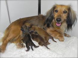 Pin By Adrienne On Animal Love Baby Dachshund Dachshund Dachshund Love