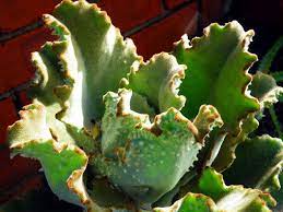 Kalanchoe Fang