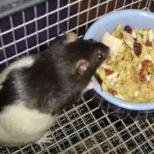 How To Prepare A Healthy Homemade Diet For Your Rat Pethelpful By Fellow Animal Lovers And Experts
