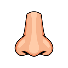 أنف