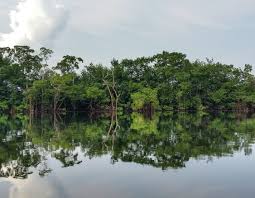 Image result for Hua gabonii