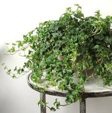 Hedera Helix Curly Locks Big Indoor Plants Ivy Plant Indoor Ivy Plants