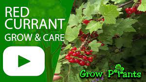 Make sure that your hardiness zone lies within the zone compatability range of this variety before ordering. Red Currant Plant How To Grow Care