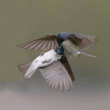 Image result for Tristachya bicrinita