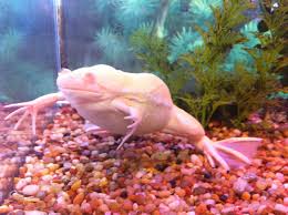Albino frogs are very rare in the wild. My Albino African Clawed Frog Named Chicken Melanistic Animals African Clawed Frog Animals Wild