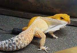 Geco Leopardo Mudando La Piel Reptiles Gecko Animals