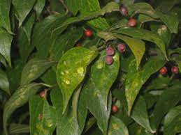 Hackberry is used as a shade tree or a boulevard tree. Celtis Laevigata Sugar Hackberry Native Plants Of North America