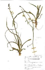 Image result for Chlorophytum galpinii