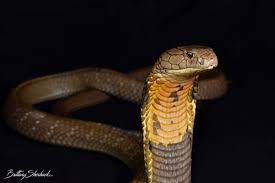 King Cobra Ophiophagus Hannah King Cobra Snake King Cobra Snake