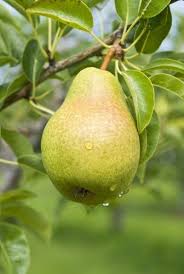 We did not find results for: Fertilizer For Pear Trees Learn How And When To Fertilize Pears