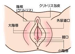 クリトリスとは？ | 池袋発風俗デリヘル24時間素人 | 池袋ハート