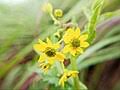 Image result for Senecio luembensis