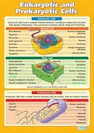 Eukaryotic And Prokaryotic Cells Science Educational School Posters Prokaryotic Cell Teaching Biology Study Biology