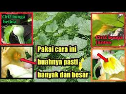 Agar tanaman dapat berbuah sesuai dengan yang diharapkan maka anda harus melakukan pemangkasan secara berkala. Cara Mengawinkan Bunga Labu Agar Berbuah Banyak Dan Besar Petani Labu Wajib Tau Ini Youtube