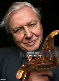 Catopsilia Pomona Butterfly in Indonesia