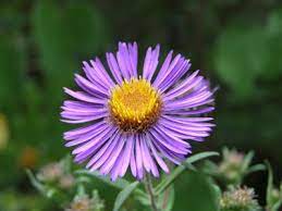 Native Michigan Plant Aster Novae Angliae Common Name New England Aster Synonym S Symphyotrichum Novae A Landscaping Plants Large Flowers Beautiful Blooms