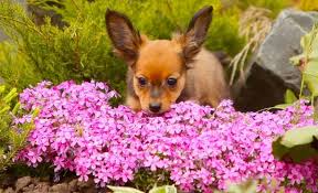How to keep dogs from eating garden plants. Dog Repellent Plants Can Certain Plants Keep Dogs Out Of Your Yard